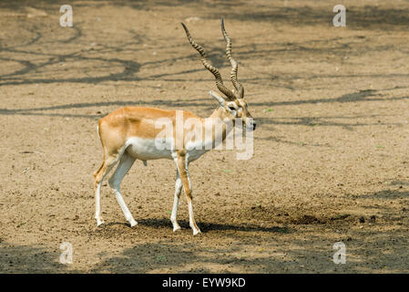 A male Black Buck (Antilope cervicarpa), zoo, New Delhi, India Stock Photo