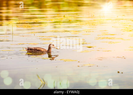 A female duck is swimming in the golden waters of the Dnieper river at dawn in Kiev Stock Photo