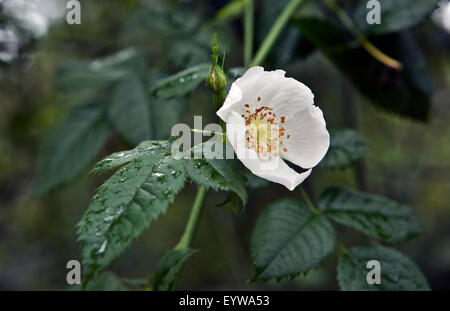 Wild rose Rosa sp in closeup Stock Photo