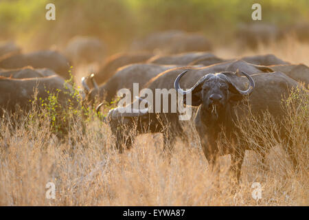 Cape Buffaloes or African Buffaloes (Syncerus caffer), herd in the evening light, South Luangwa National Park, Zambia Stock Photo