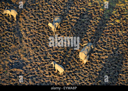 African Elephants (Loxodonta africana), herd in early morning light, large shadows, aerial view, South Luangwa National Park Stock Photo