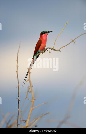 Southern Carmine Bee-eater (Merops nubicoides), perched, South Luangwa National Park, Zambia Stock Photo