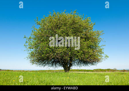 Solitary Pear tree (Pyrus communis) in a meadow, Thuringia, Germany Stock Photo