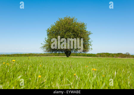 Solitary Pear tree (Pyrus communis) in a meadow, Thuringia, Germany Stock Photo