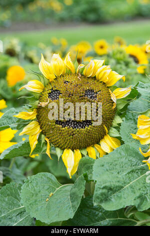 Helianthus annuus. Sunflower going to seed in the shape of a happy face Stock Photo