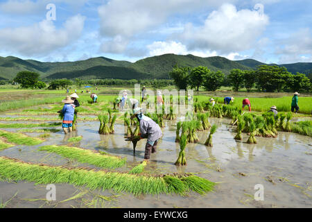 thailand farmer work in a rice plantation Stock Photo