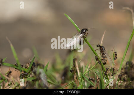 black garden ant Lasius niger emerging from nest climbing blades of grass leaves to take off on nuptial flight aided by workers Stock Photo