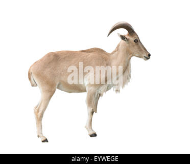female Barbary sheep (Ammotragus lervia) isolated on white background Stock Photo