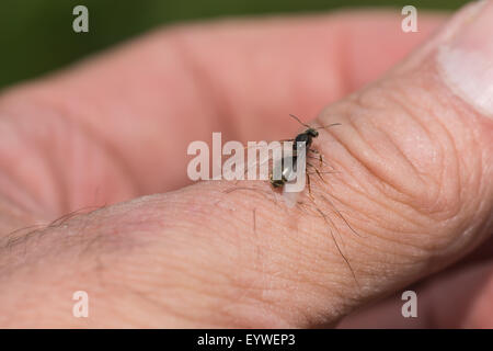 Intrigue and fascination with nature a naturalist lets a winged queen ant crawl on thumb before taking off to build a new colon Stock Photo