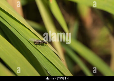 black garden ant Lasius niger emerging from nest climbing blades of grass leaves to take off on nuptial flight aided by workers Stock Photo