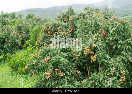 fresh longan on tree in the orchard Stock Photo