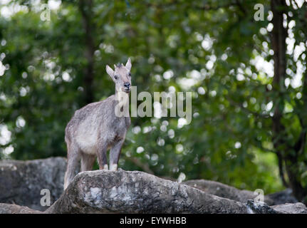 goral ( Naemorhedus caudatus ) standing on the rock Stock Photo