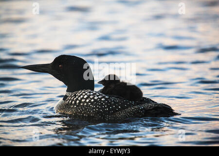 Loon mother and baby on Lake Umbagog Stock Photo