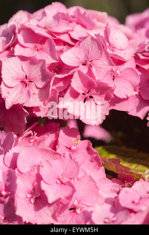 vivid rich candy pink color of globe flowers of Hydrangea seemingly endless summer flower Stock Photo