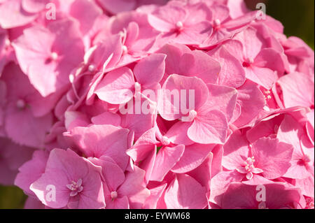 vivid rich candy pink color of globe flowers of Hydrangea seemingly endless summer flower Stock Photo