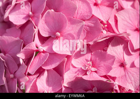 vivid rich candy pink color of globe flowers of Hydrangea seemingly endless summer flower Stock Photo