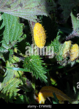 Uredium, the spore creating body, of the rust fungus Puccinia urticata on the stem of a Common Stinging Nettle (Urtica dioca). Stock Photo