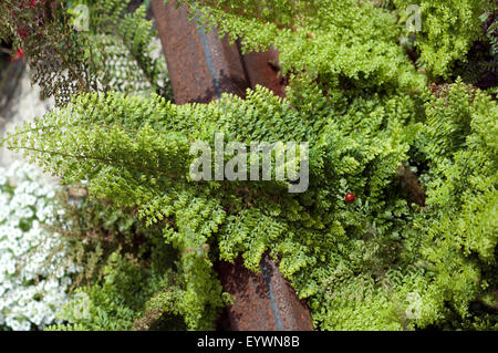 Grabbepflanzung, Krauser Wurmfarn, Dryopteris, filix-mas, Stock Photo