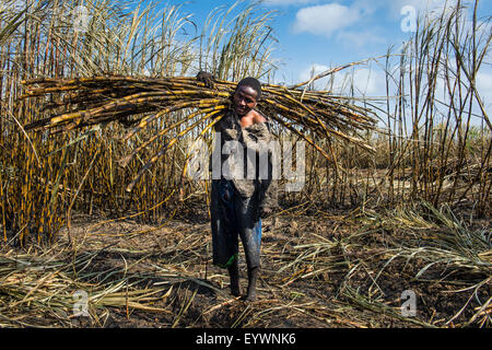 Sugar cane cutter in the burned sugar cane fields, Nchalo, Malawi, Africa Stock Photo