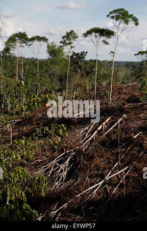 Deforestation for cattle grazing and timber logging at the Yasuni ...