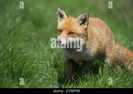 Red fox (Vulpes vulpes), Devon, England, United Kingdom, Europe Stock Photo