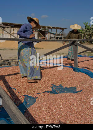 Native Shan women drying peanuts in the sun in Shan State, Myanmar (Burma), Asia Stock Photo