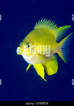 Golden damselfish (Amblyglyphidodon aureus) a zoo plankton feeding coral reef fish, Matangi Island, Vanua Levu, Fiji Stock Photo