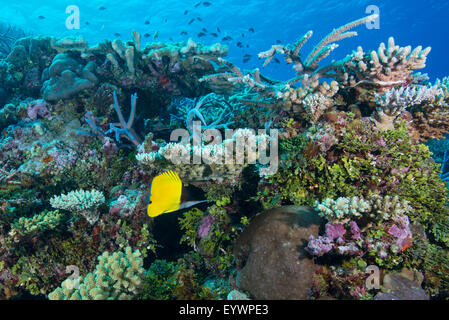 Colourful healthy hard and soft coral reef with long nosed butterflyfish, Matangi Island, Vanua Levu, Fiji, Pacific Stock Photo