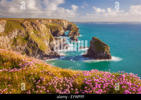 Pink thrift flowers, Bedruthan Steps, Newquay, Cornwall, England, United Kingdom, Europe Stock Photo