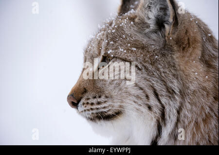 European Lynx (Lynx lynx), Polar Park, Troms, Norway, Scandinavia, Europe Stock Photo