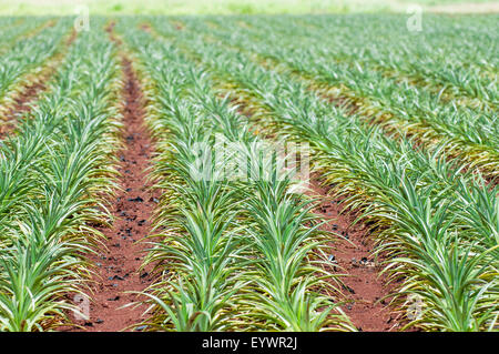 Pineapple plants, Dole Plantation, Wahiawa, Oahu, Hawaii, United States of America, Pacific Stock Photo