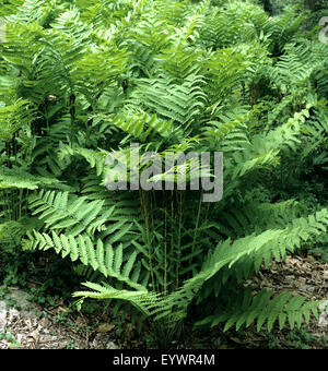 Kronenfarn, Osmunda claytoniana Stock Photo