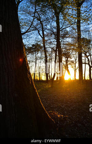 Sunlight filtering through trees in forest Stock Photo
