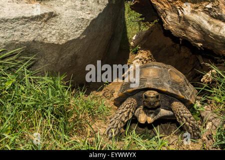 Asian Forest Tortoise Stock Photo