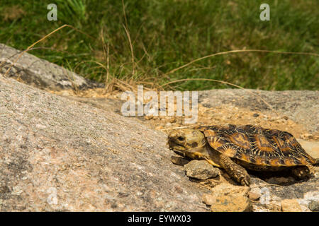 Pancake Tortoise Stock Photo