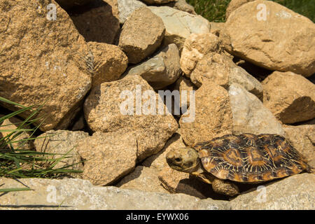 Pancake Tortoise Stock Photo