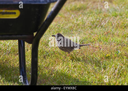 Song Thrush (Turdus philomelos). Searching for food items on a lawn alongside a garden wheelbarrow. May. Stock Photo