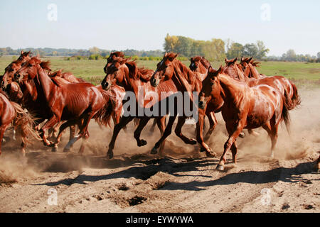 Herd galloping across the desert kicking up the dust Stock Photo