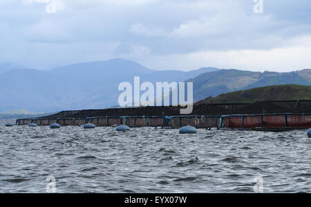 Fish farming in the North Sea near Loch Linnhie, in between Oban and the Isle of Mull on the north west of Scotland, UK. Stock Photo