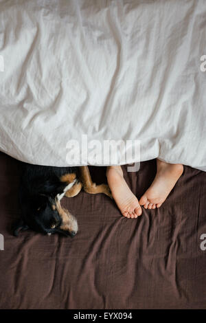 dog sleeping in bed Stock Photo - Alamy