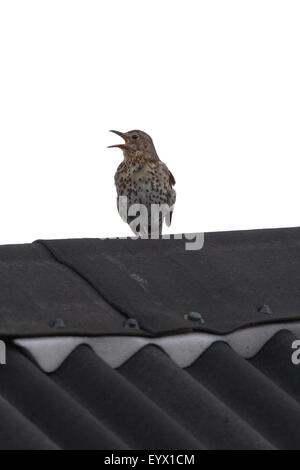 Song Thrush (Turdus philomelos). Singing from a roof top. Stock Photo