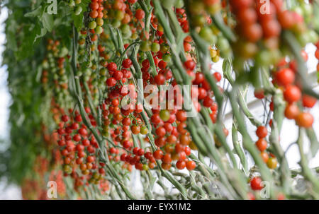 British Tomatoes being grown in huge greenhouses in the Worcestershire countryside. Stock Photo