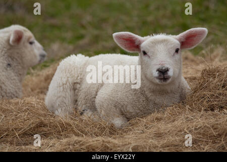 Texel Lamb (Ovis aries). Domestic breed of sheep. Stock Photo