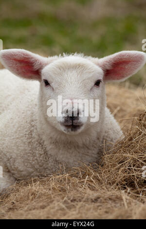 Texel Lamb (Ovis aries). Domestic breed of sheep. Originating from the Netherlands or Holland. Stock Photo