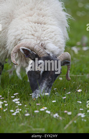 Scottish Black-face Ewe (Ovis aries). Grazing amonst Daisies (Bellis perennis). Iona. Inner Hebrides. Argyll and Bute. West coas Stock Photo
