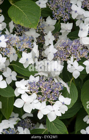 Hydrangea: Hydrangea macrophylla 'Lanarth White' Stock Photo