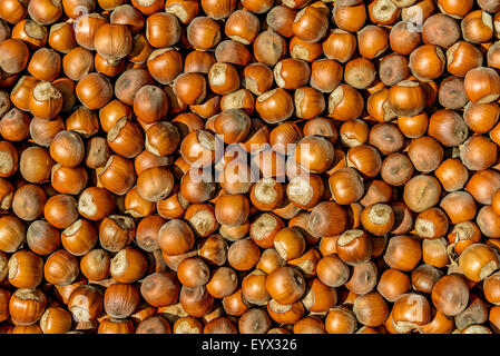 Many hazelnuts photographed close up Stock Photo