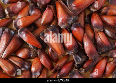 Pinhao - brazilian pine on wooden table. Selective focus Stock Photo