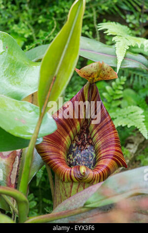 Pitcher Plant: Nepenthes aff. maxima. Also known as Monkey Cup. Botanic Garden. Stock Photo
