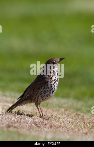 Song Thrush (Turdus philomelos). Searching for invertebrates on a recently mown lawn. May. Abbey gardens. Iona. Scotland. Stock Photo